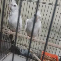 ۲عدد عروس هلندی