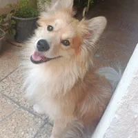 واگذاری یه قلاده هاپو کوچولو|سگ|شیراز, سیاه سنگ|دیوار