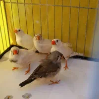 فنچ زبرا ۱۲۰ تومن|پرنده|تهران, فردوس|دیوار