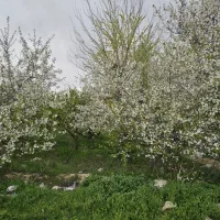 زمین-قیمت-کاسبی-سهیلیه-سنقراباد-هکتاری