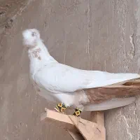 دوتا رنگ خوش
