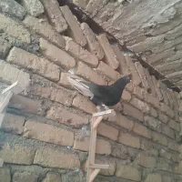 زاغ دم سفید