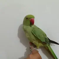 طوطی ملنگو