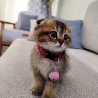 گربه اسکاتیش بریتیش