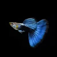 ماهی گوپی زیبا