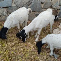 11عدد بز قیمت مفت|حیوانات مزرعه|نطنز, |دیوار