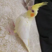 عروس هلندی ۴عدد دارم|پرنده|پرند, فاز ۵|دیوار