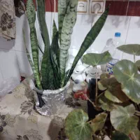 گل سانسوریای پوست ماری|گل و گیاه طبیعی|لنگرود, |دیوار