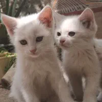 بچه گربه
