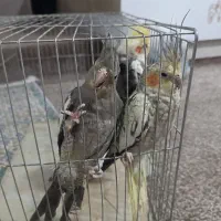 عروس هلندی|پرنده|مرودشت, علی‌آباد‎|دیوار
