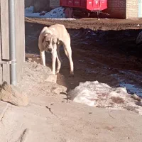 توله سگ نر فروشی|سگ|کرانی, |دیوار