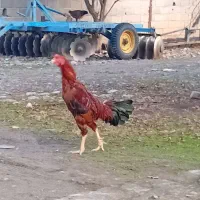 خروس لاری|حیوانات مزرعه|علی‌آباد کتول, |دیوار