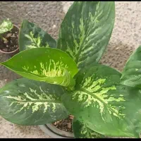 گل های خانگی