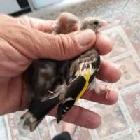 ۸تا ماده سهره جوجه امسال