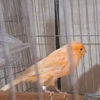 قناری ماده|پرنده|محمدیه-قزوین, |دیوار