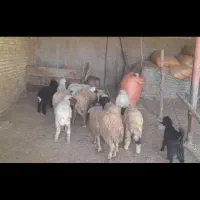 بره نر وماده گوسفند بز|حیوانات مزرعه|اهواز, بهارستان|دیوار