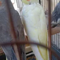 یک عدد عروس هلندی زیبا سفید چشم شرابی