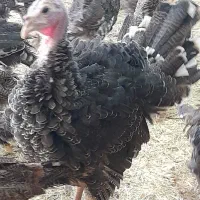 بوقلمون برنز سه ماهه