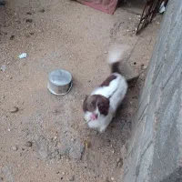 بوجی|سگ|سعدآباد, |دیوار