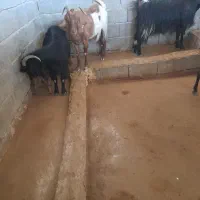 بز کهره دار وابستن|حیوانات مزرعه|جره و بالاده, |دیوار