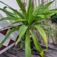 گل اشک ملکه|گل و گیاه طبیعی|قهدریجان, |دیوار