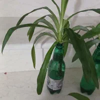 گل یوکا|گل و گیاه طبیعی|کرمانشاه, |دیوار