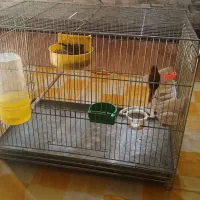 قناری نر و ماده سوخته بهمراه یک عدد جوجه ۳روز