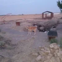 سگ نگهبان