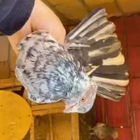 ۲۰تا کفتر پرشی همه تضمینی همه خال توشونه