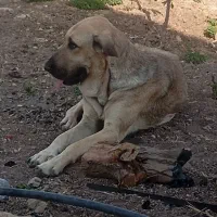 سگ ماده پژدر نسلدار