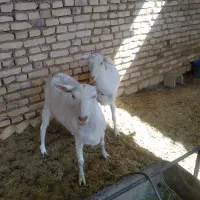 حیوانات خانگی