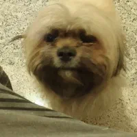 واگذاری غیر رایگان