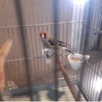 سهره کرمانی دهن دار