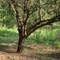 زمین ویلایی در دل جنگل واقع در آستارا روستای هودول|فروش زمین و ملک کلنگی|آستارا, |دیوار