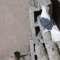 کبوتر اصفهانی|پرنده|خمینی‌شهر, |دیوار