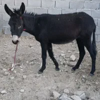 خر گله ای کوه رو