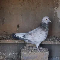 فروش کبوتر ماده