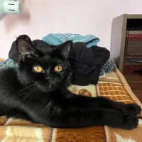 نیازمند به جفت نر