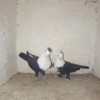 کفتر جفت سرسفید خوشگل