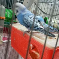 مرغ عشق وفنچ