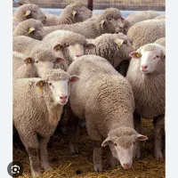 دام زنده (گوسفند .بز.میش. بزغاله