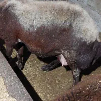 دو عدد گوسفند عالی و درشت|حیوانات مزرعه|خان ببین, |دیوار