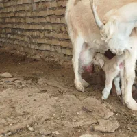 بز سیری سانن|حیوانات مزرعه|سده (خراسان جنوبی), |دیوار