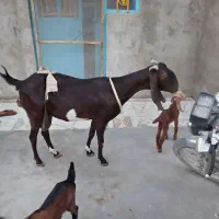 بزسه قلوزا