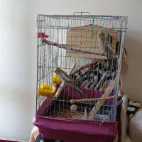 ۲عدد عروس هلندی