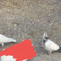 یک جفت جوجه تهرونی