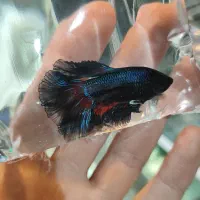 ماهی فایتر های جفت خورده و بالغ برای تکثیر|ماهی|مشهد, ولیعصر (شهرک غرب)|دیوار