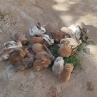 خرگوش لوپ