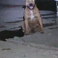 سگ گمشده|سگ|سراوان, |دیوار