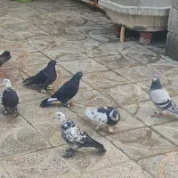 کبوتر سسلی|پرنده|نوشین شهر, |دیوار